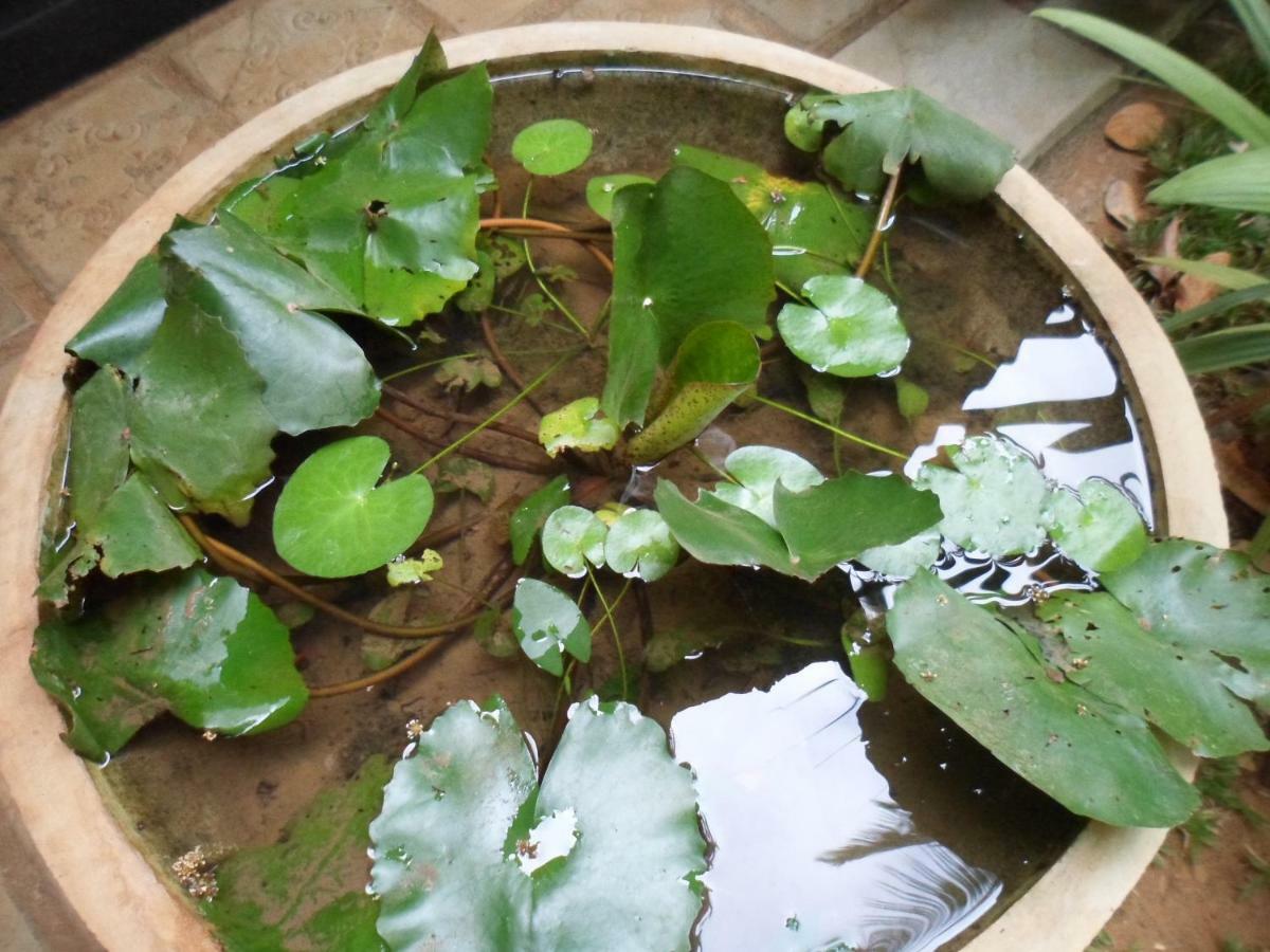 Green Bamboo House สิกิริยา ภายนอก รูปภาพ